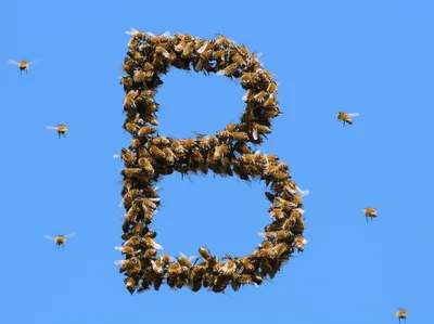 Illustration bees - Image 1