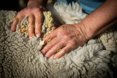 Illustration suint - Image 1