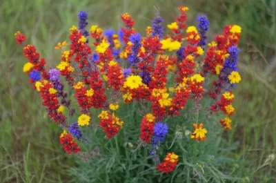 Illustration clump - Image 1