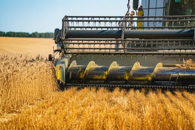 Illustration berried - Image 1