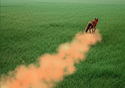 Illustration scent - Image 1