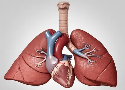 Illustration pluck - Image 1