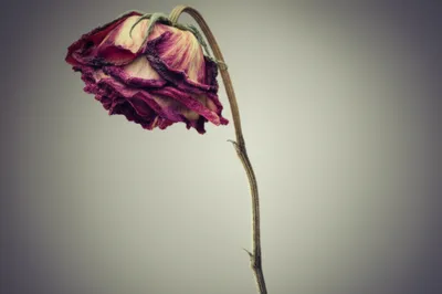 Illustration toll - Image 1