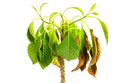 Illustration crashing - Image 1