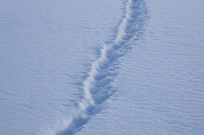 Illustration pricking - Image 1