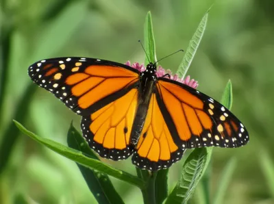 Illustration tigers - Image 1