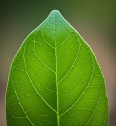 Illustration doubling - Image 1