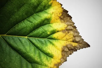 Illustration yellowing - Image 1