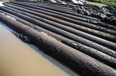 Illustration corduroy - Image 1