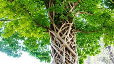 Illustration feeders - Image 1