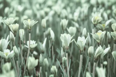 Illustration reseda - Image 1