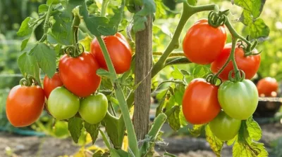 Illustration suckering - Image 1