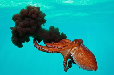 Illustration inked - Image 1