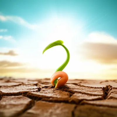 Illustration commencements