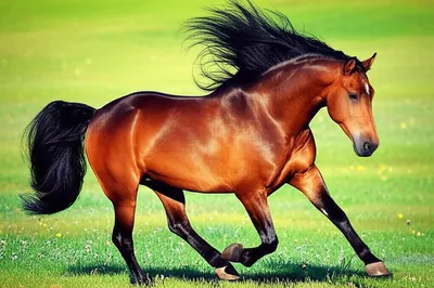 Illustration screamer - Image 1