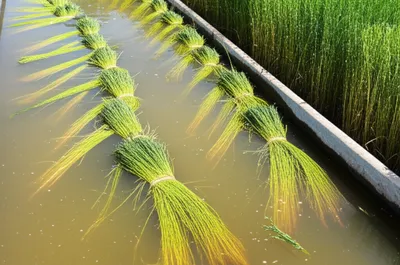 Illustration rets - Image 1