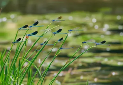 Illustration damselflies