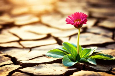 Illustration rescue - Image 1