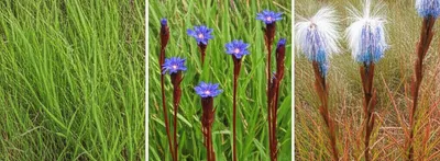 Illustration sedges - Image 1