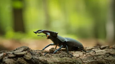 Illustration stags - Image 1