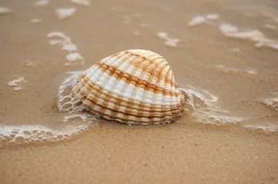 Illustration chinas - Image 1