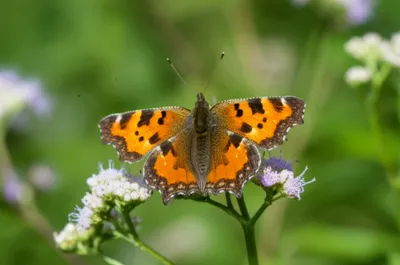 Illustration come - Image 1