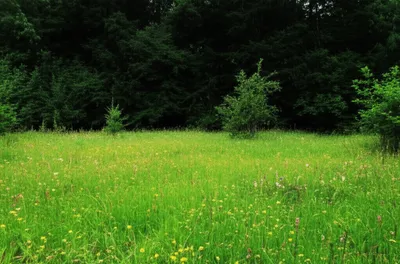 Illustration bordered - Image 1