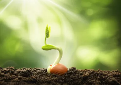 Illustration incorporate - Image 1