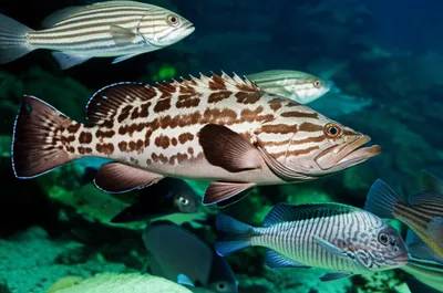 Illustration perches - Image 1