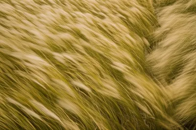 Illustration whips - Image 1