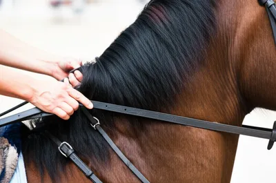 Illustration cheeks - Image 1