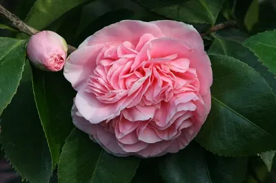 Illustration camellia - Image 2