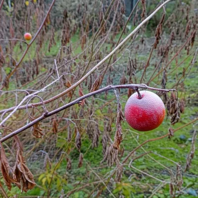 Illustration sours - Image 1