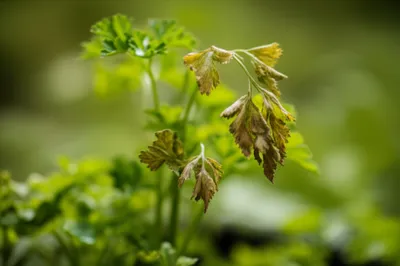 Illustration ache - Image 1