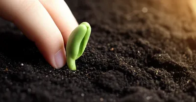 Illustration handsel - Image 1