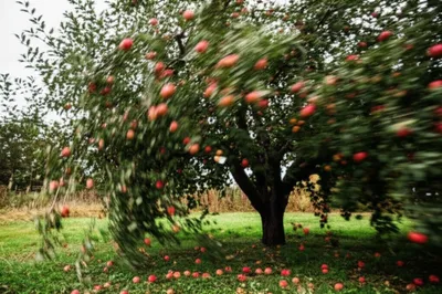 Illustration shook - Image 1