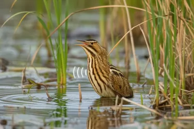 Illustration bill - Image 1