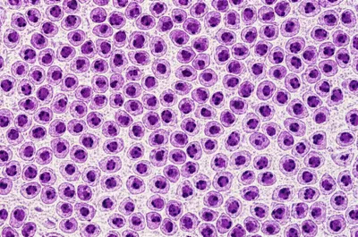 Illustration zoom - Image 1