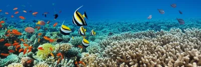 Illustration bleach - Image 1