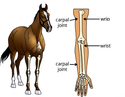 Illustration knee - Image 1