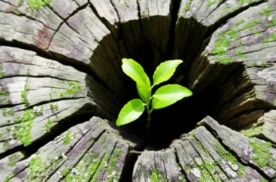 Illustration supplanting