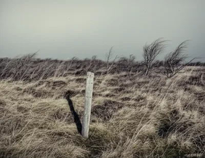 Illustration brown - Image 1