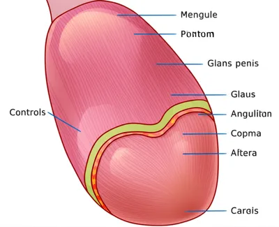 Illustration birdie - Image 1