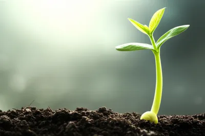 Illustration birth - Image 1