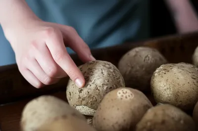 Illustration presumption