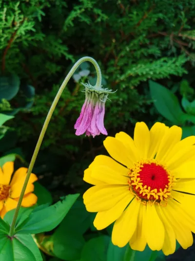 Illustration attenuated - Image 1