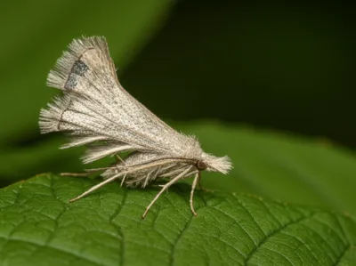 Illustration plumes - Image 1