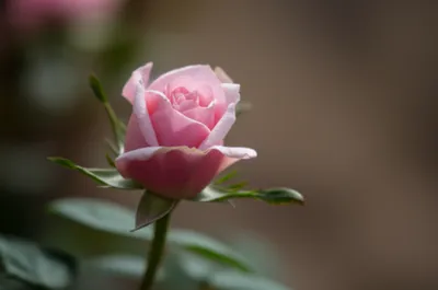 Illustration girls - Image 1