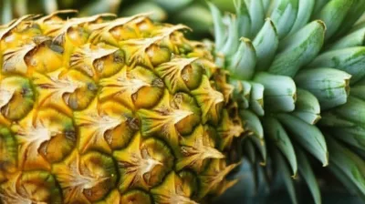 Illustration pineapples - Image 1