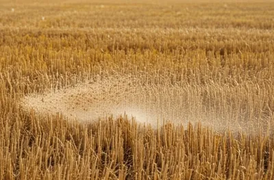 Illustration pug - Image 1